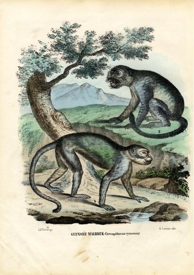 緑またはマルブルック猿、1863-79 作： Raimundo Petraroja